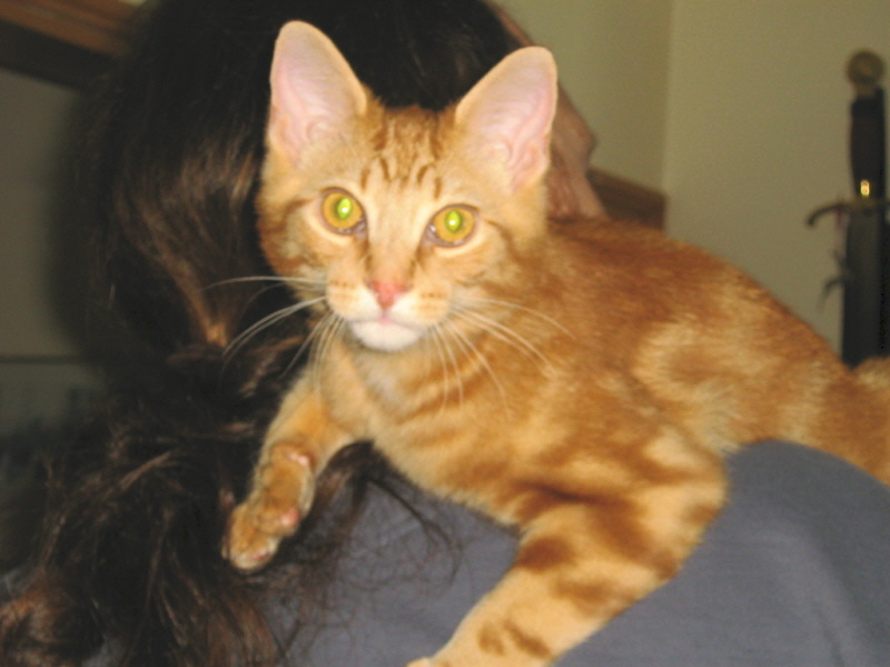 Gryffindor, March 2008